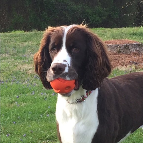 Meet your Posher, Hope - Picture 1 of 1